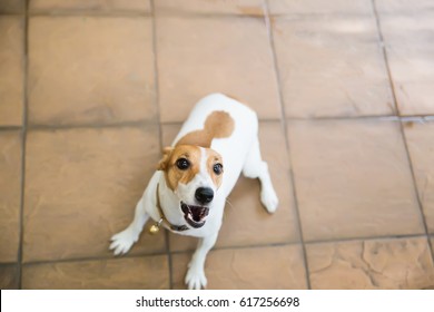 Cute Dog Barking Outside.