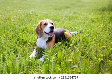 Cute dog beagle is lying on the green grass in a summer meadow on a hot sunny day.