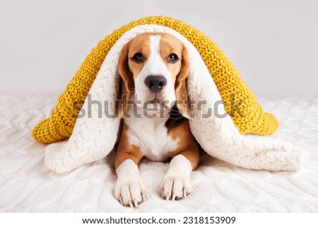 Cute dog Beagle is lying on the bed under knitted blankets and sweaters. Low air temperature in the house. The concept of heating a house in cold winter or autumn.