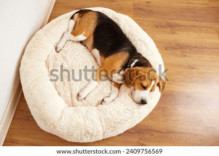 Cute dog beagle sleeps on a soft pillow, a dog bed. Top view.