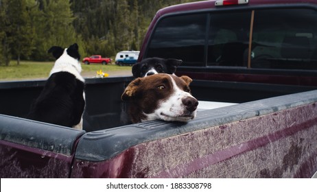 Cute Dog In The Bed Of A Truck