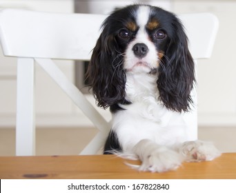 Cute Dog Begging For Food At The Kitchen Table