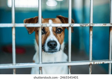 A cute dog behind bars in an animal shelter - Powered by Shutterstock