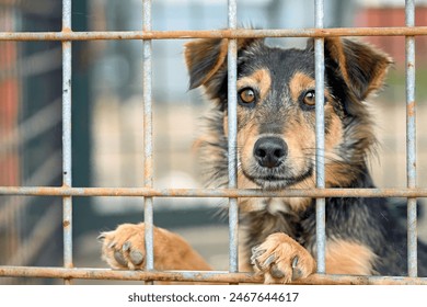 A cute dog behind bars in an animal shelter - Powered by Shutterstock