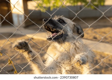 Cute dog behind bars and net in animal shelter looking through fence and barking - Powered by Shutterstock