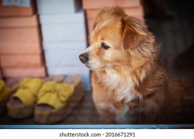 Cute Dog Behind A Shopping Window 