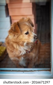 Cute Dog Behind A Shopping Window 