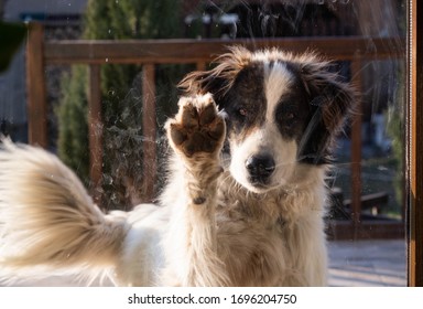 Cute Dog Behind Window Wanting To Play