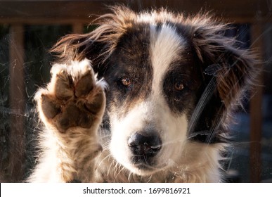 Cute Dog Behind Window Wanting To Play