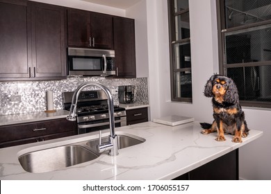 A Cute Dog Being Bad, Sitting On The Edge Of The Counter In A Contemporary Kitchen.