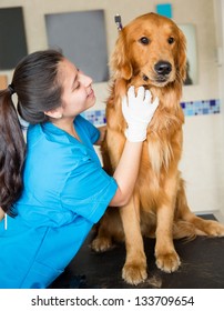 Cute Dog Being Pampered At The Vet