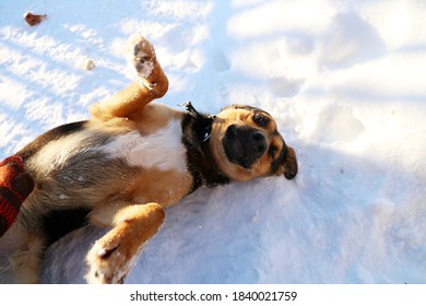 
Cute Dog Belly Up In The Snow In Winter