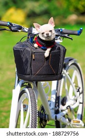 cute dog in bicycle basket on a sunny summer day