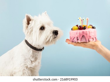 Cute Dog With Birthday Cake. Horizontal Web Banner Or Social Media Cover. High Quality Photo