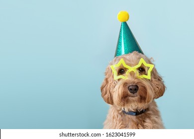 Cute Dog At A Birthday Party Wearing Party Hat And Star Glasses