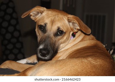 Cute Dog Black Mouth Cur