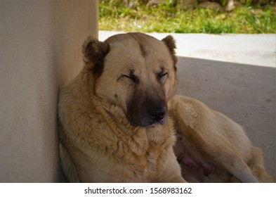 Cute Dog Blinking While Being Photographed