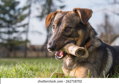 Cute Dog With A Bone