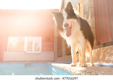 Cute Dog Border Collie Standing In Front Of Swimming Pool, Hot Weather, Beautiful Summer Day, Sunset Time