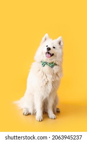 Cute dog with bowtie on color background. St. Patrick's Day celebration