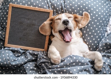 cute dog breed Beagle funny sleeping on the pillow and yawning. next to it is an empty felt writing board. free space for text - Shutterstock ID 1936894330