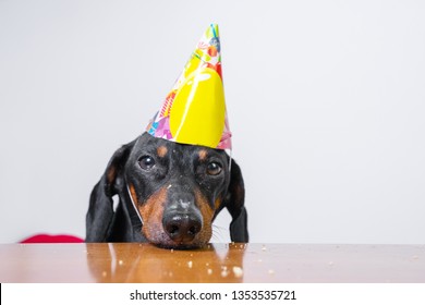 Cute Dog Breed Dachshund, Black And Tan,  Eat Birthday Cake,wearing  Party Hat, Lying Sad On The Table On White Background