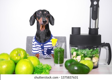 Cute dog breed dachshund, black and tan, cooks in a blender from fresh fruits and vegetables detox cocktail. Concept of diet, cleansing the body, healthy eating.
