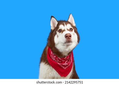 5,369 Husky emotes Images, Stock Photos & Vectors | Shutterstock