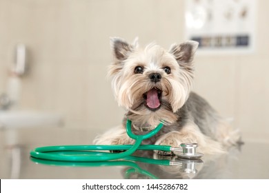 A cute dog breed Yorkshire Terrier is lying on the table with a stethoscope in a veterinary clinic.
Inspection in a veterinary clinic. Happy dog vet. Dog grimaces and shows tongue close-up. - Powered by Shutterstock