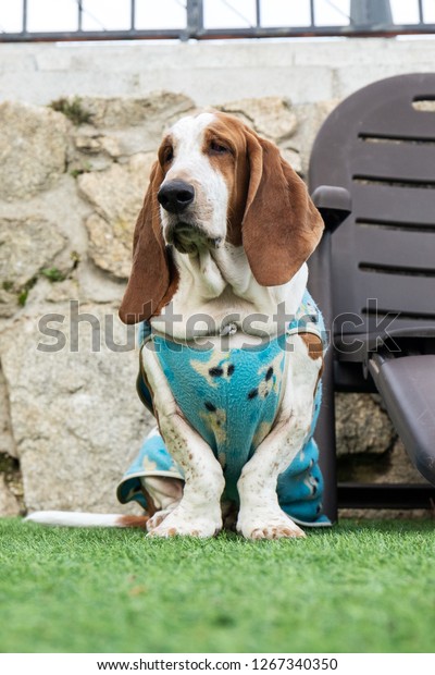 Cute Dog Brown White Funny Basset Animals Wildlife Parks