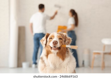 Cute dog with brush in front of couple painting wall in their new home - Powered by Shutterstock