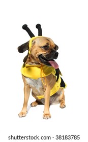 Cute Dog In Bumblebee Costume