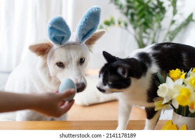 Cute dog in bunny ears and cat looking at stylish easter egg in woman hand. Happy Easter. Pets and easter holiday at home