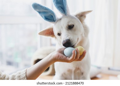 Cute dog in bunny ears looking at stylish easter eggs in woman hand. Happy Easter. Pet and easter holiday at home. Adorable white swiss shepherd dog in bunny ears sniffing natural dyed easter eggs