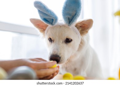 Cute Dog In Bunny Ears Looking At Stylish Easter Eggs. Happy Easter. Adorable White Swiss Shepherd Dog In Bunny Ears Sniffing Easter Eggs In Woman Hand. Pet And Easter At Home