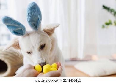 Cute Dog In Bunny Ears Looking At Stylish Easter Eggs. Happy Easter. Adorable White Swiss Shepherd Dog In Bunny Ears Sniffing Easter Eggs In Woman Hand. Pet And Easter At Home