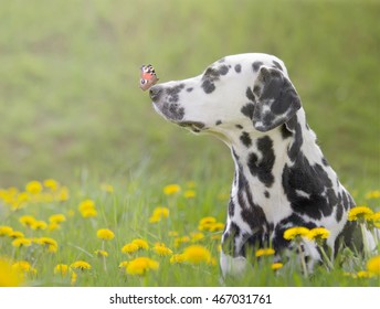 Cute Dog With A Butterfly On His Nose -- Toned 