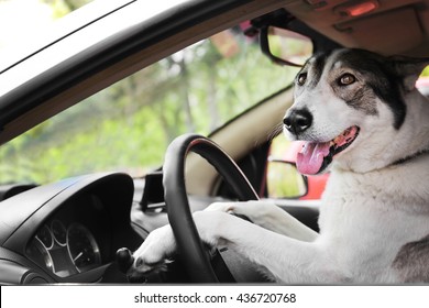 Cute dog in the car