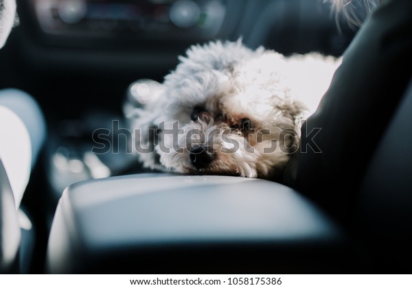 Cute dog in a
car