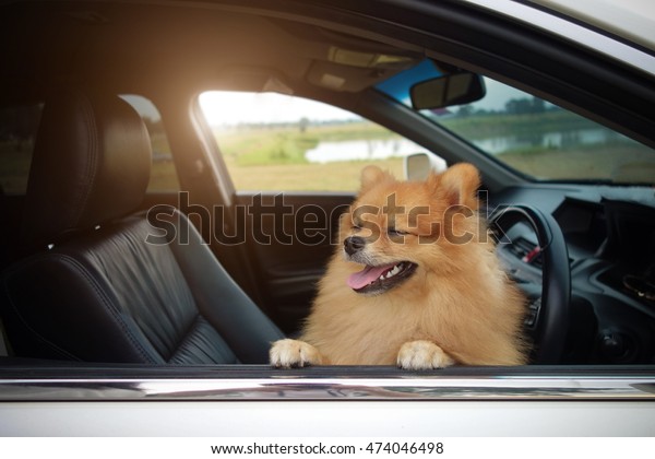 Cute dog in\
car.