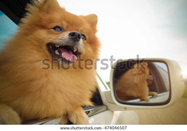 Cute dog in\
car.