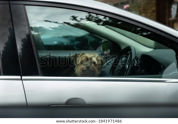 Cute dog in car window\
