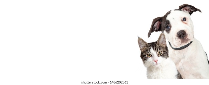 Cute dog and cat closeup peeking out of side of white horizontal web banner - Shutterstock ID 1486202561