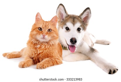 Cute Dog And Cat Isolated On White