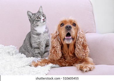 Cute Dog And Cat Together On Couch At Home