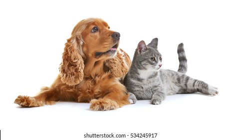 Cute dog   cat together white background