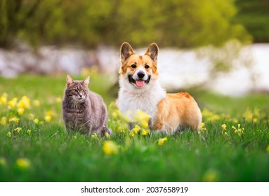 Cute Dog And Cat Walking On A Sunny Summer Day On Green Grass