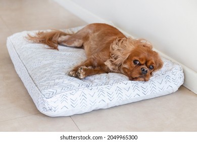 Cute dog, cavalier spaniel,  resting on its comfortable bedding - Powered by Shutterstock