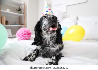 Cute Dog Celebrating Birthday At Home