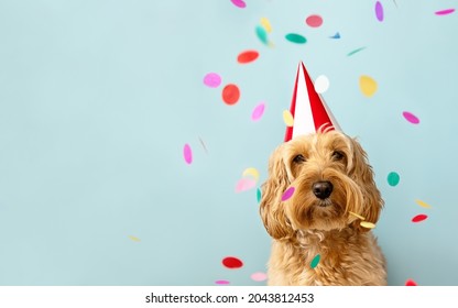 Cute dog celebrating at a birthday party with confetti and party hat - Shutterstock ID 2043812453